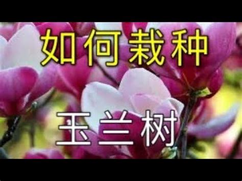 玉蘭樹種植